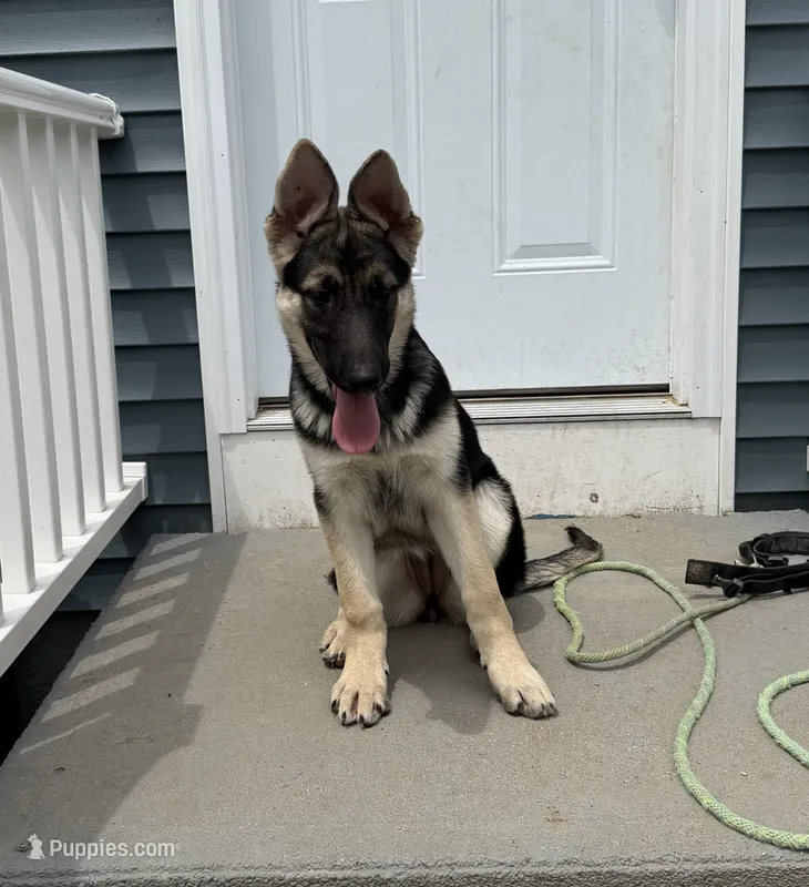 Artemis – German Shepherd Dog puppy for sale in Coventry, RI