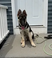 Artemis, a female German Shepherd Dog for sale in Coventry, RI – 1 of 2
