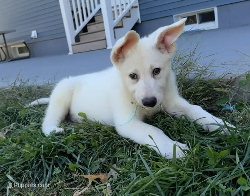 J teal collar  – German Shepherd Dog puppy for sale in Greene, RI