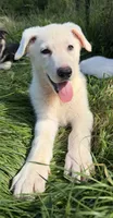 Yellow Collar, a male German Shepherd Dog for sale in Greene, RI – 1 of 4
