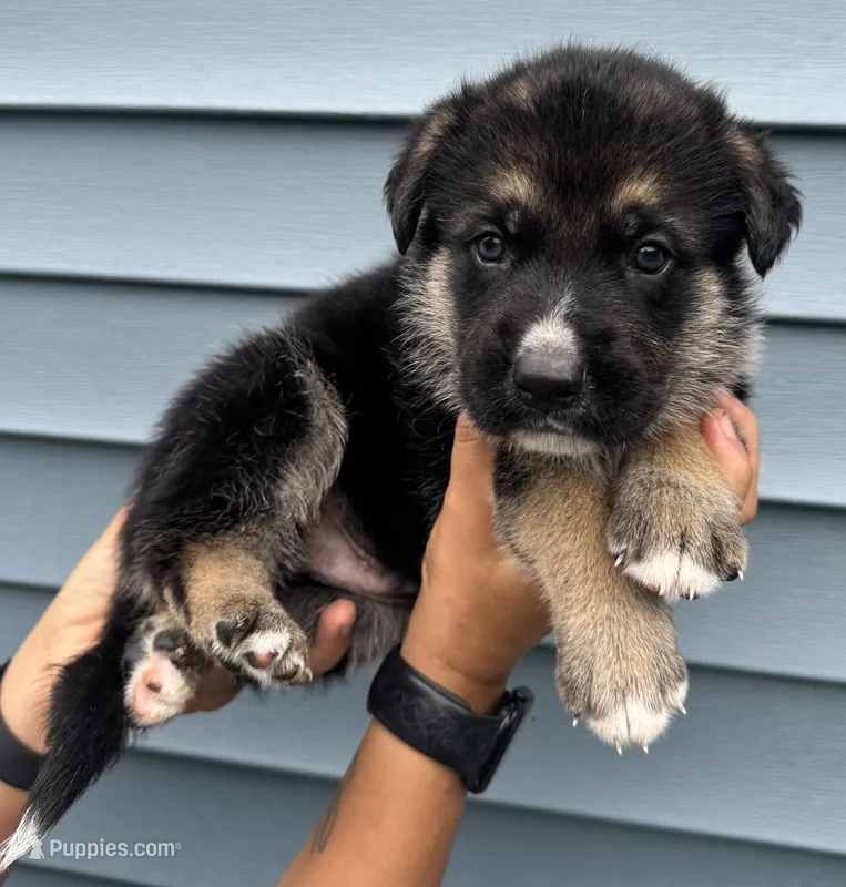 Red Collar – German Shepherd Dog puppy for sale in Greene, RI