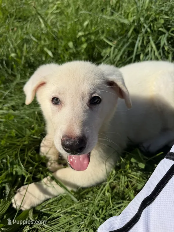 Yellow Collar – German Shepherd Dog puppy for sale in Greene, RI