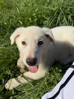 Yellow Collar, a male German Shepherd Dog for sale in Greene, RI – 2 of 4