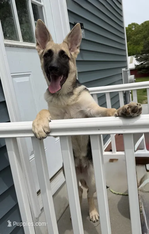 Kid Flash  – German Shepherd Dog puppy for sale in Coventry, RI