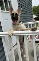 Kid Flash , a female German Shepherd Dog for sale in Coventry, RI – 1 of 2