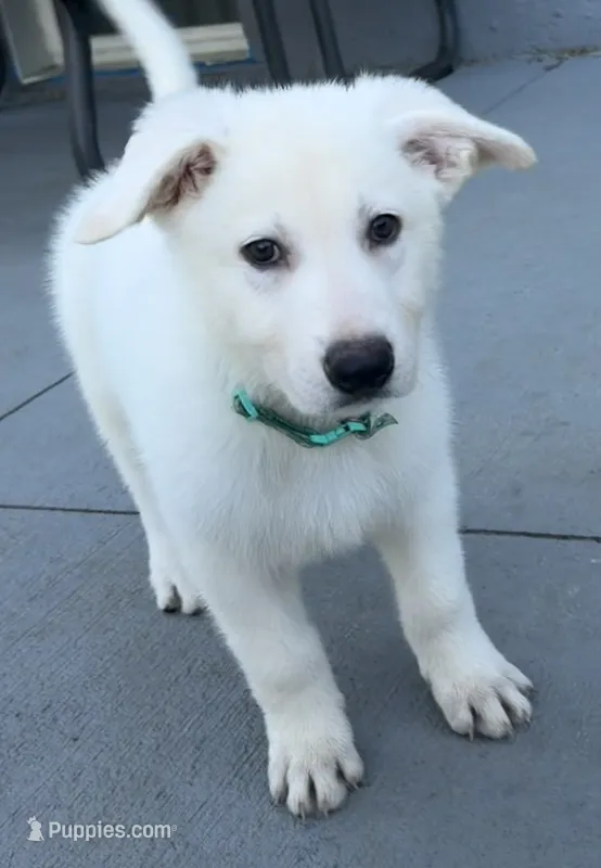 J teal collar  – German Shepherd Dog puppy for sale in Greene, RI