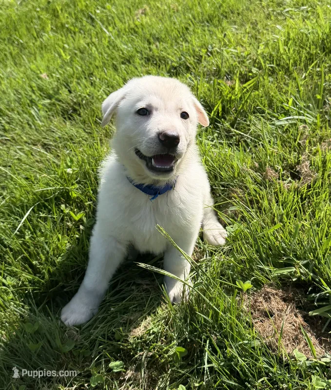 Dark Blue Collar – German Shepherd Dog puppy for sale in Greene, RI