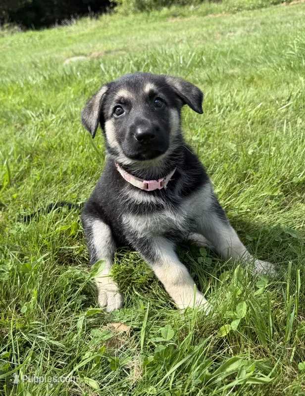 Pink Collar – German Shepherd Dog puppy for sale in Greene, RI