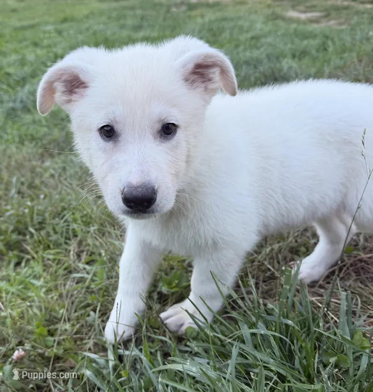 J purple collar  – German Shepherd Dog puppy for sale in Greene, RI
