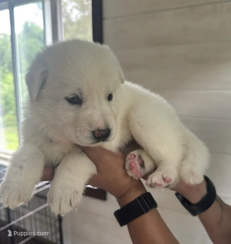 J light pink collar – German Shepherd Dog puppy for sale in Greene, RI