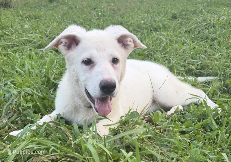 J red collar – German Shepherd Dog puppy for sale in Greene, RI