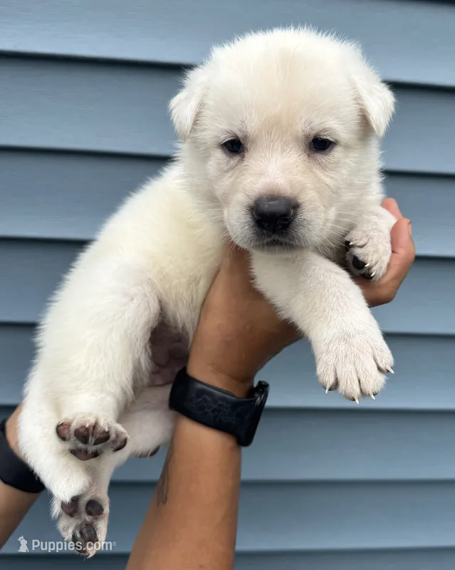 Light Blue Collar – German Shepherd Dog puppy for sale in Greene, RI