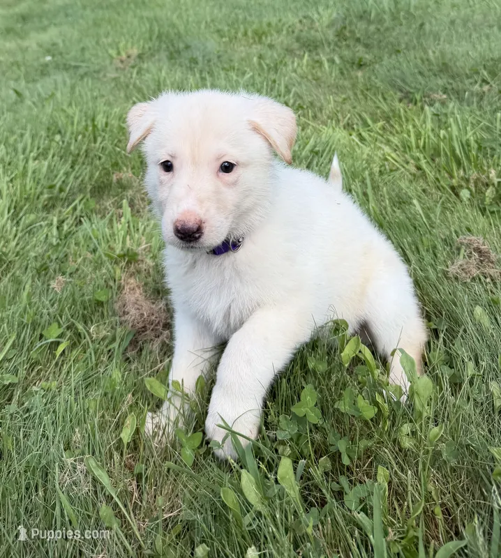 Purple Collar – German Shepherd Dog puppy for sale in Greene, RI