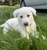 J purple collar , a female German Shepherd Dog for sale in Greene, RI – 3 of 4