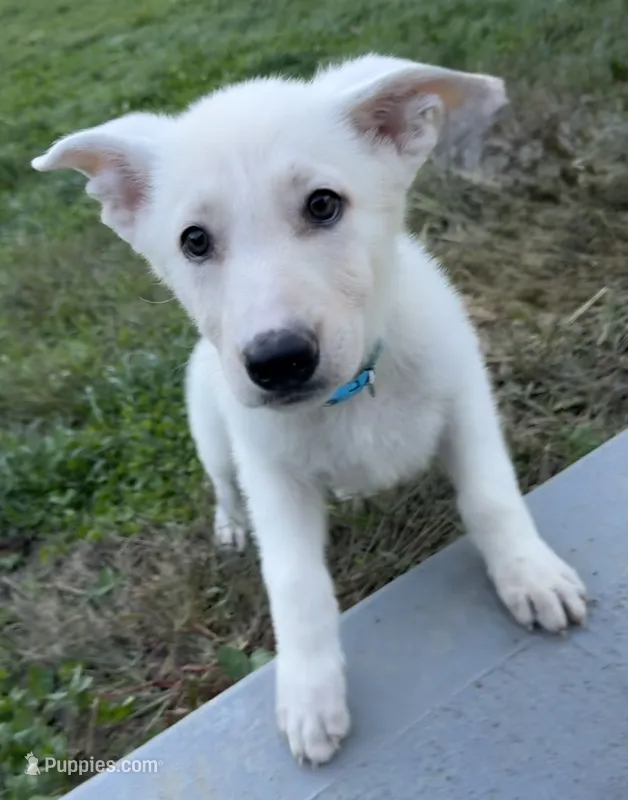 J blue collar  – German Shepherd Dog puppy for sale in Greene, RI
