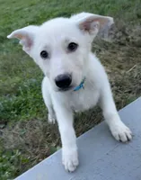 J blue collar , a female German Shepherd Dog for sale in Greene, RI – 1 of 3