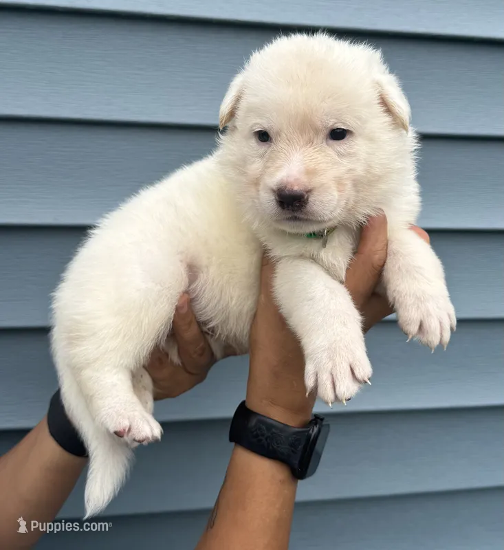 Green Collar – German Shepherd Dog puppy for sale in Greene, RI
