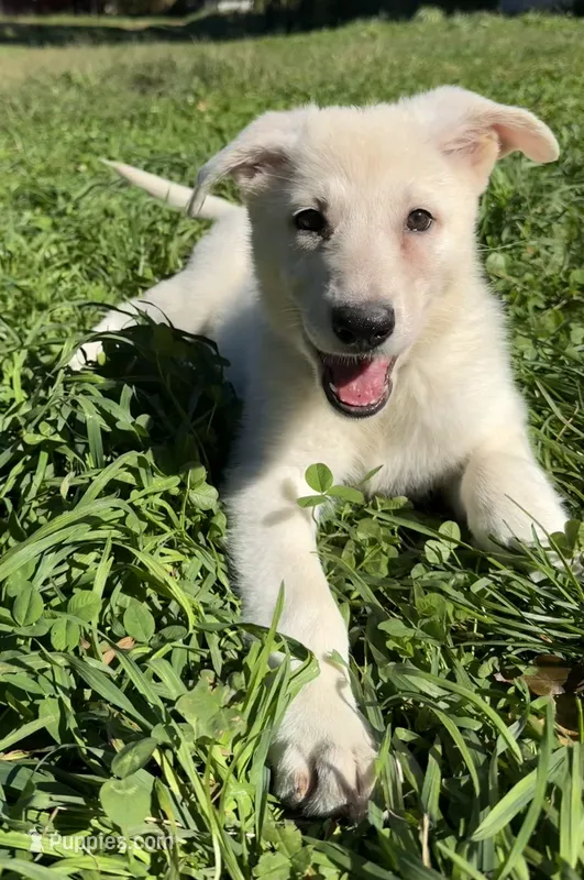 J red collar – German Shepherd Dog puppy for sale in Greene, RI