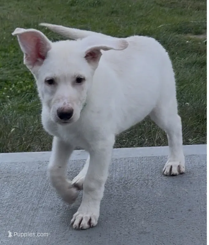 Green Collar – German Shepherd Dog puppy for sale in Greene, RI