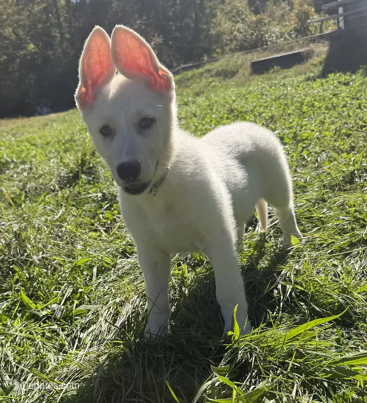 J blue collar  – German Shepherd Dog puppy for sale in Greene, RI
