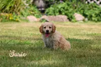 Susie, a female Goldendoodle for sale in Newfolden, MN – Photo 2 of 4