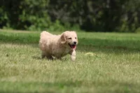 Susie, a female Goldendoodle for sale in Newfolden, MN – Photo 1 of 4