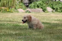Susie, a female Goldendoodle for sale in Newfolden, MN – Photo 3 of 4