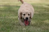 Susie, a female Goldendoodle for sale in Newfolden, MN – Photo 4 of 4