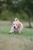 Rocket, a male Goldendoodle for sale in Newfolden, MN – Photo 5 of 9