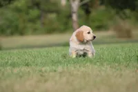 Rocket, a male Goldendoodle for sale in Newfolden, MN – Photo 6 of 9