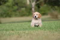 Rocket, a male Goldendoodle for sale in Newfolden, MN – Photo 1 of 9