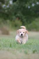 Rocket, a male Goldendoodle for sale in Newfolden, MN – Photo 8 of 9