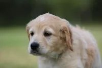 Rocket, a male Goldendoodle for sale in Newfolden, MN – Photo 4 of 9