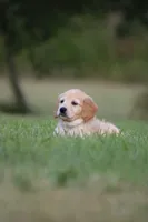 Rocket, a male Goldendoodle for sale in Newfolden, MN – Photo 2 of 9