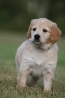Rocket, a male Goldendoodle for sale in Newfolden, MN – Photo 9 of 9