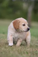 Rocket, a male Goldendoodle for sale in Newfolden, MN – Photo 7 of 9