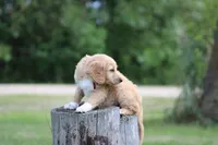 Franklin, a male Goldendoodle for sale in Newfolden, MN – Photo 2 of 5