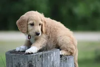 Franklin, a male Goldendoodle for sale in Newfolden, MN – Photo 4 of 5