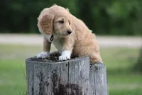 Franklin, a male Goldendoodle for sale in Newfolden, MN – Photo 3 of 5