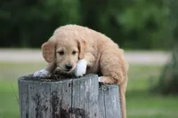 Franklin, a male Goldendoodle for sale in Newfolden, MN – Photo 5 of 5