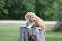 Franklin, a male Goldendoodle for sale in Newfolden, MN – Photo 1 of 5