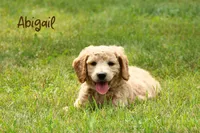 Abigail, a female Goldendoodle for sale in Newfolden, MN – Photo 1 of 4
