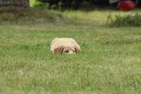 Abigail, a female Goldendoodle for sale in Newfolden, MN – Photo 2 of 4