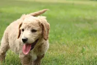 Abigail, a female Goldendoodle for sale in Newfolden, MN – Photo 3 of 4