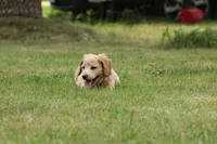 Abigail, a female Goldendoodle for sale in Newfolden, MN – Photo 4 of 4