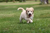 Martha, a female Goldendoodle for sale in Newfolden, MN – Photo 2 of 4
