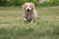Martha, a female Goldendoodle for sale in Newfolden, MN – Photo 1 of 4