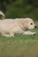 Boomer, a male Goldendoodle for sale in Newfolden, MN – Photo 4 of 4