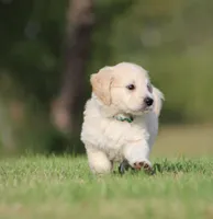 Boomer, a male Goldendoodle for sale in Newfolden, MN – Photo 2 of 4