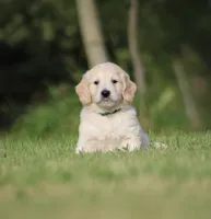 Boomer, a male Goldendoodle for sale in Newfolden, MN – Photo 1 of 4